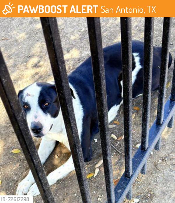 Found/Stray Unknown Dog last seen Juniper & Calera Streets , San Antonio, TX 78223