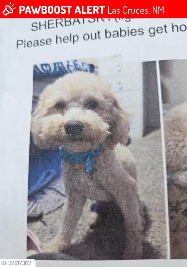 Lost Male Dog last seen Highway 70 and Saturn cir, Las Cruces, NM 88012