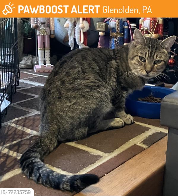 Found/Stray Male Cat last seen Ashland Avenue and Railroad Avenue Glenolden , Glenolden, PA 19036