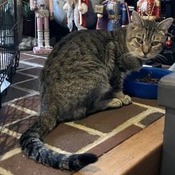 Found/Stray Male Cat last seen Ashland Avenue and Railroad Avenue Glenolden , Glenolden, PA 19036