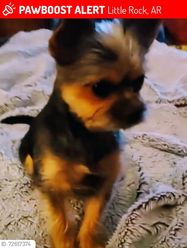 Lost Female Dog last seen Flicker Ln. And Bingham Rd., Little Rock, AR 72206