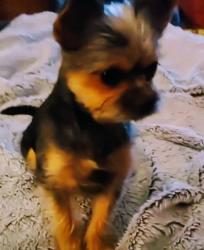 Lost Female Dog last seen Flicker Ln. And Bingham Rd., Little Rock, AR 72206