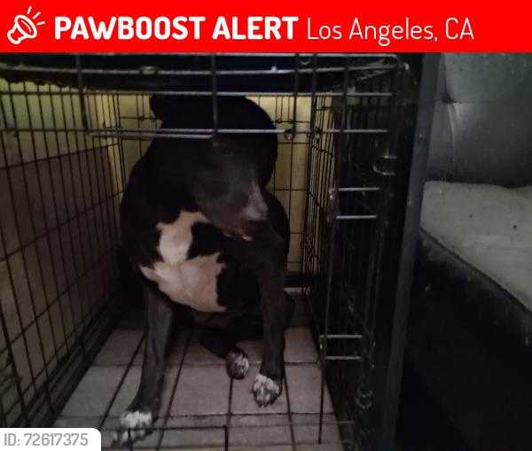 Lost Female Dog last seen Sheldon park, Los Angeles, CA 91402