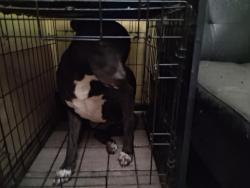 Lost Female Dog last seen Sheldon park, Los Angeles, CA 91402