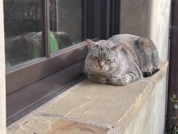 Lost Female Cat last seen clbh and Paseo Del Niguel, Laguna Niguel, CA 92677