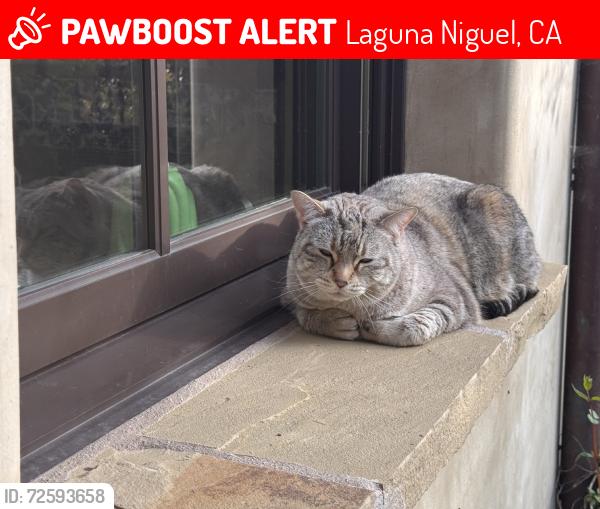 Lost Female Cat last seen clbh and Paseo Del Niguel, Laguna Niguel, CA 92677