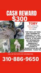 Lost Male Dog last seen Crenshaw/Marine - El Camino Village Area, Gardena, CA 90249