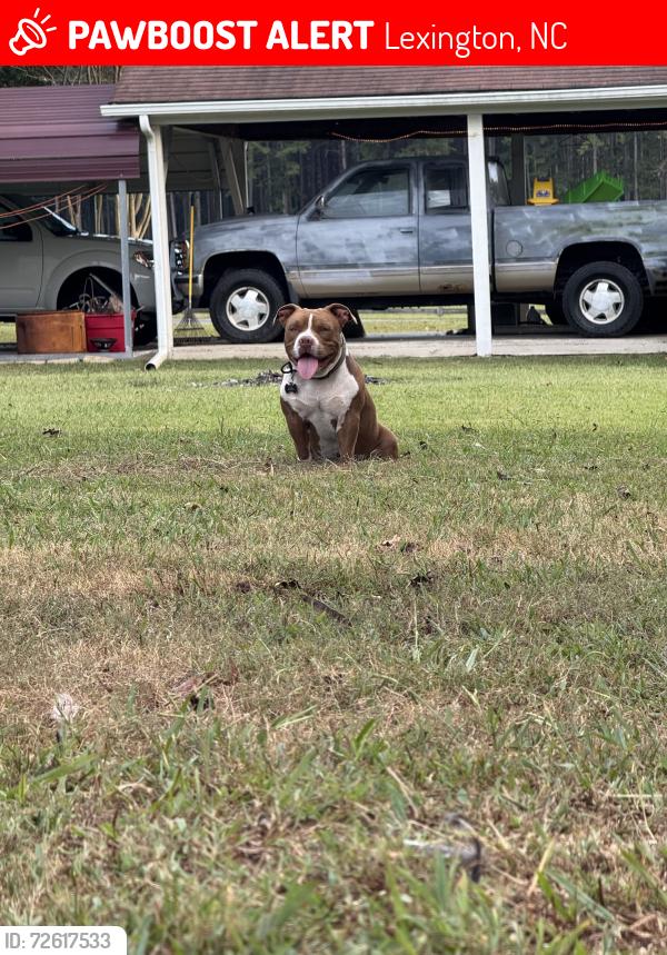 Lost Male Dog last seen hwy 8 , Lexington, NC 27292