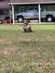 Lost Male Dog last seen hwy 8 , Lexington, NC 27292