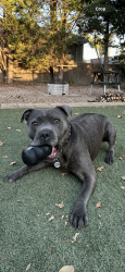 Lost Male Dog last seen Calder Park Drive, Taylors Hill, VIC 3037