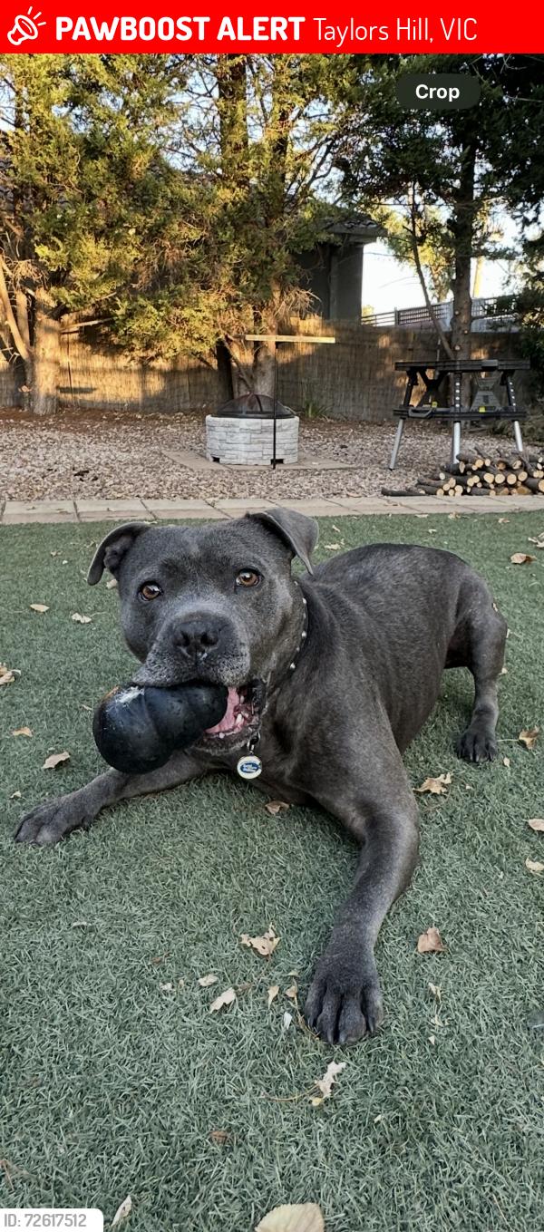 Lost Male Dog last seen Calder Park Drive, Taylors Hill, VIC 3037
