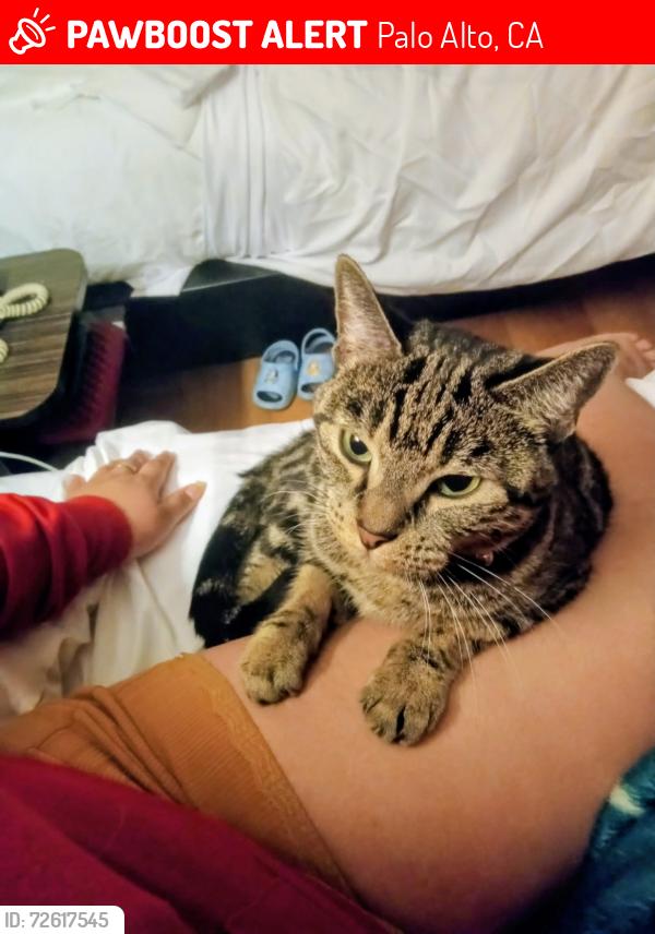 Lost Female Cat last seen Near Panda Express and jack and the box, Palo Alto, CA 94306