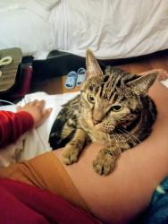 Lost Female Cat last seen Near Panda Express and jack and the box, Palo Alto, CA 94306