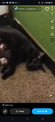 Lost Female Cat last seen Southpoint area, Spotsylvania County, VA 22407