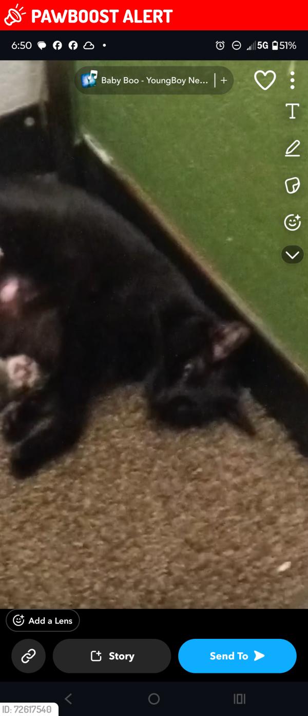 Lost Female Cat last seen Southpoint area, Spotsylvania County, VA 22407