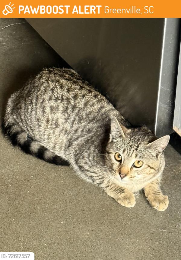 Found/Stray Female Cat last seen Dunkin Donuts, Grove Rd, Greenville, SC 29605