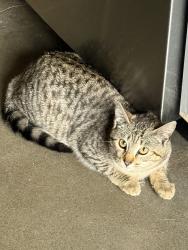 Found/Stray Female Cat last seen Dunkin Donuts, Grove Rd, Greenville, SC 29605