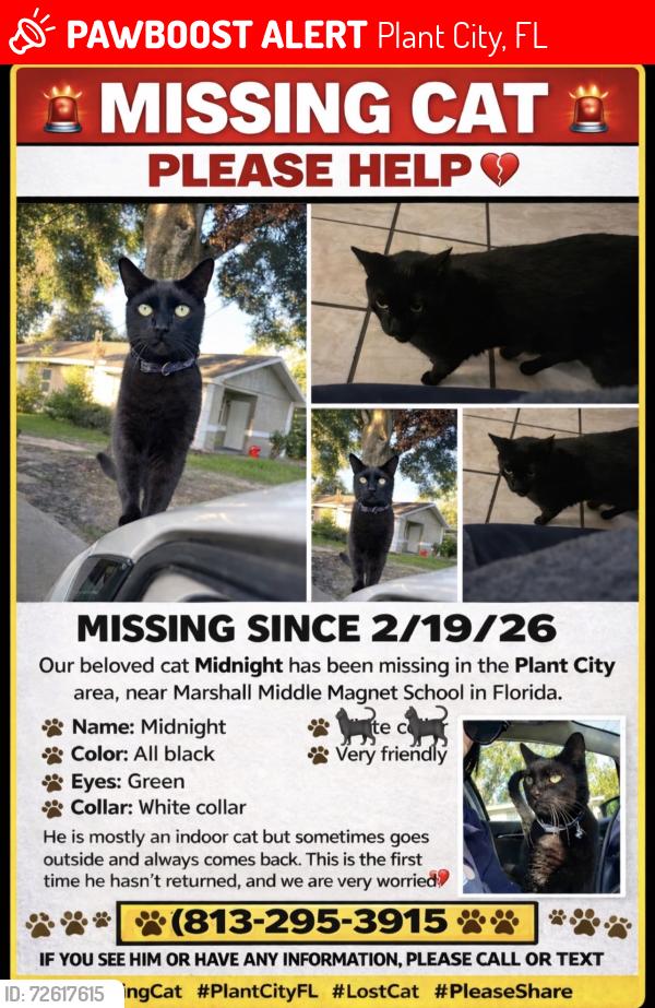Lost Male Cat last seen  Maryland and baker st , Plant City, FL 33563