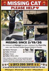 Lost Male Cat last seen  Maryland and baker st , Plant City, FL 33563