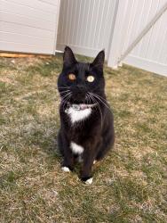Lost Female Cat last seen Ten mile , Meridian, ID 83642