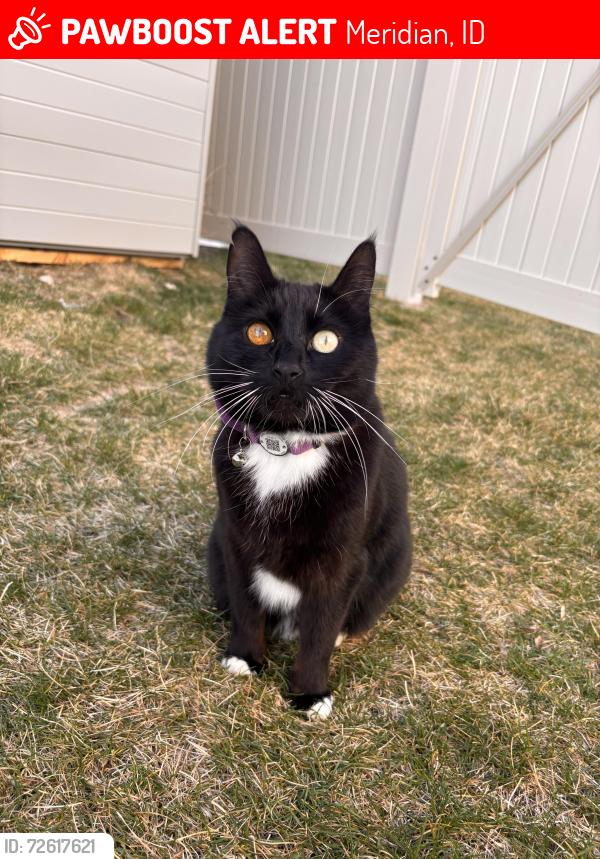 Lost Female Cat last seen Ten mile , Meridian, ID 83642
