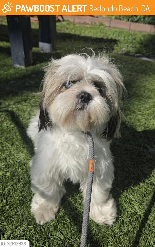 Found/Stray Female Dog last seen Felton Lane and Gates Ave, Redondo Beach, CA 90278