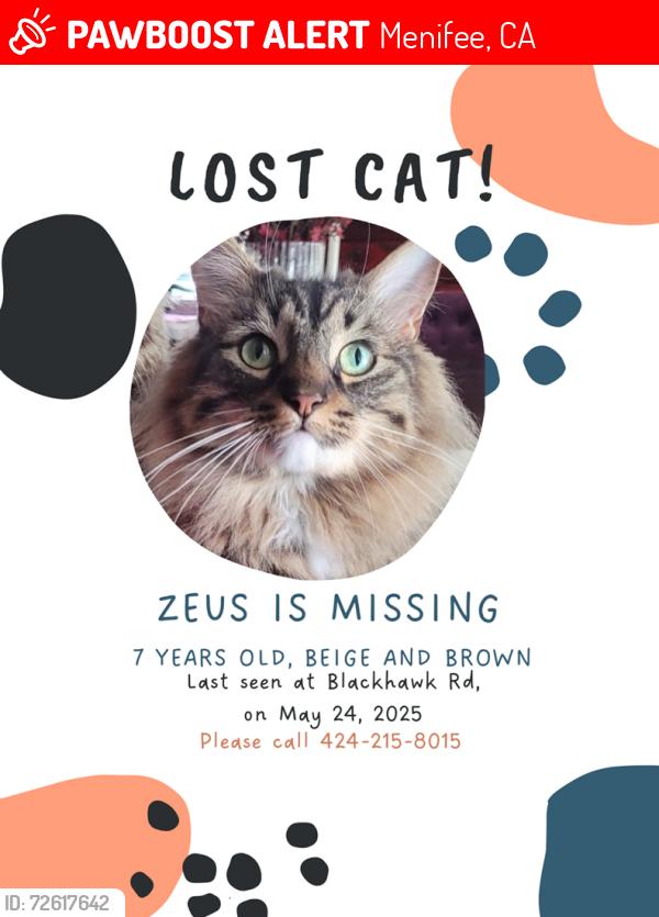 Lost Male Cat last seen Suncity area , Menifee, CA 92585