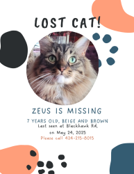 Lost Male Cat last seen Suncity area , Menifee, CA 92585