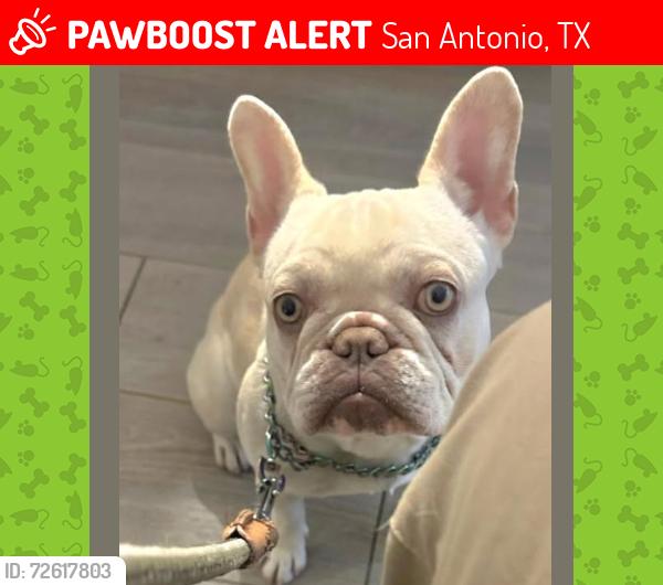 Lost Female Dog last seen Near Saratoga, San Antonio, TX 78213