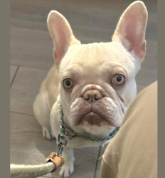 Lost Female Dog last seen Near Saratoga, San Antonio, TX 78213