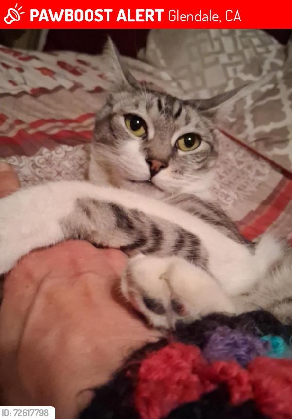 Lost Male Cat last seen Near E. Maple Street, Neighbors front grass, Glendale, CA 91205