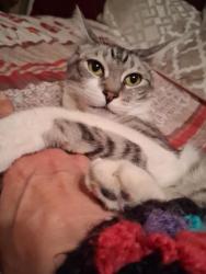 Lost Male Cat last seen Near E. Maple Street, Neighbors front grass, Glendale, CA 91205
