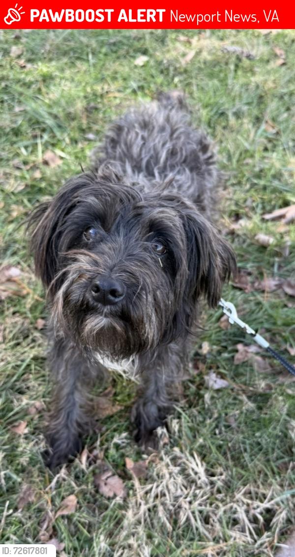 Lost Male Dog last seen Denbigh and Old Denbigh , Newport News, VA 23602