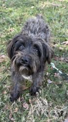 Lost Male Dog last seen Denbigh and Old Denbigh , Newport News, VA 23602