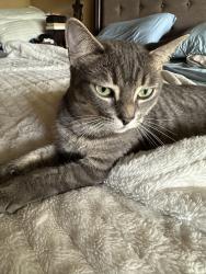 Lost Female Cat last seen Viera blvd, Melbourne, FL 32940