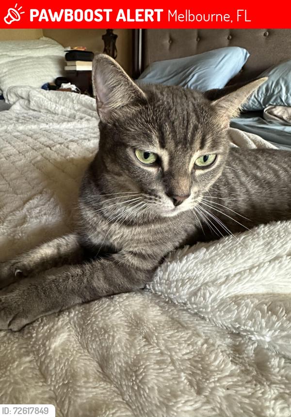 Lost Female Cat last seen Viera blvd, Melbourne, FL 32940
