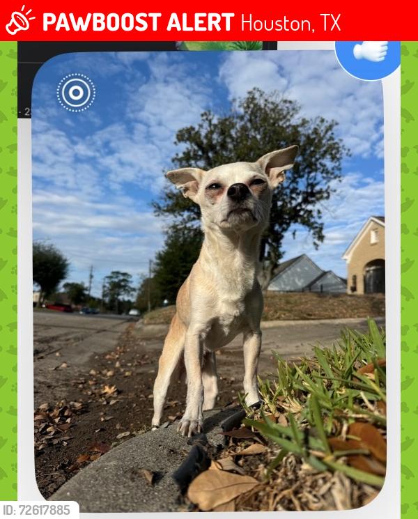 Lost Male Dog last seen Irvington Blvd in Lindale Park, Houston, TX 77009