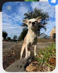 Lost Male Dog last seen Irvington Blvd in Lindale Park, Houston, TX 77009