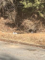 Found/Stray Unknown Cat last seen Near Route 29, Fairfax, VA 22031