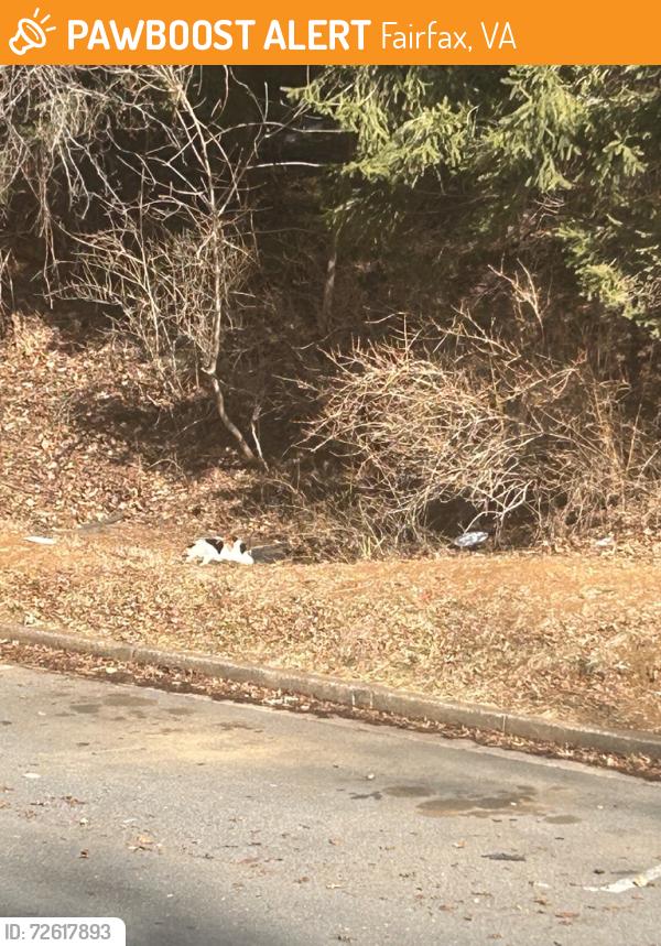 Found/Stray Unknown Cat last seen Near Route 29, Fairfax, VA 22031
