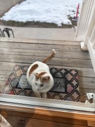 Found/Stray Unknown Cat last seen Bristol pike & Newportville rd, Croydon, PA 19020