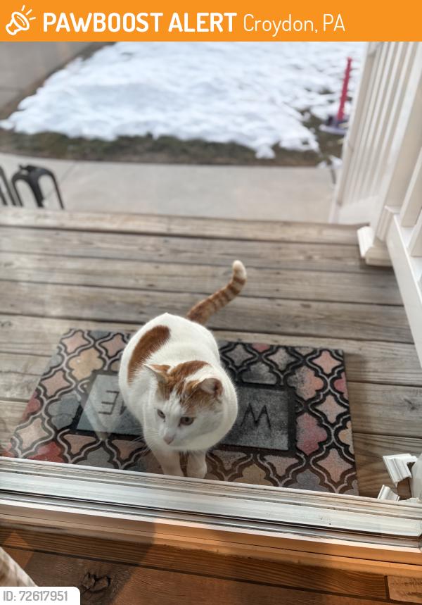 Found/Stray Unknown Cat last seen Bristol pike & Newportville rd, Croydon, PA 19020