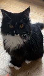 Lost Female Cat last seen Middle Tennessee blvd, Murfreesboro, TN 37130