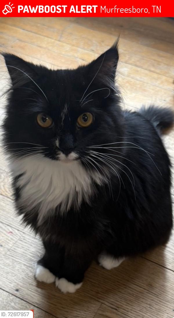 Lost Female Cat last seen Middle Tennessee blvd, Murfreesboro, TN 37130
