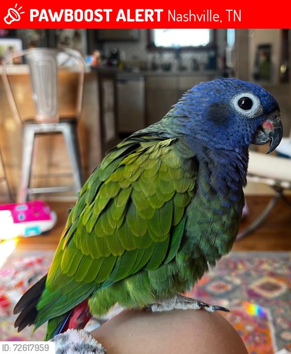 Lost Female Bird last seen Jay Street and Valeria Street, Nashville, TN 37210