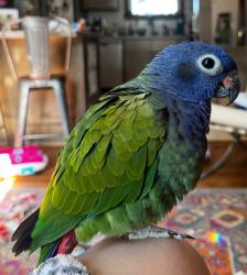 Lost Female Bird last seen Jay Street and Valeria Street, Nashville, TN 37210