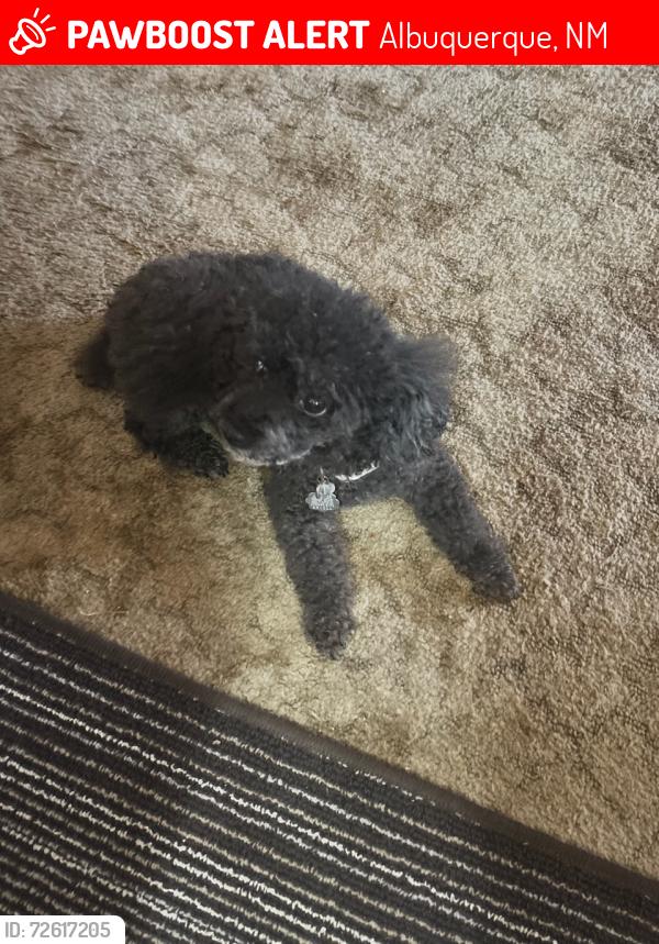 Lost Female Dog last seen Behind El Dorado High School between LA Charles and Tracy , Albuquerque, NM 87111