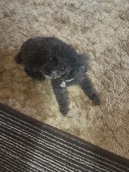 Lost Female Dog last seen Behind El Dorado High School between LA Charles and Tracy , Albuquerque, NM 87111