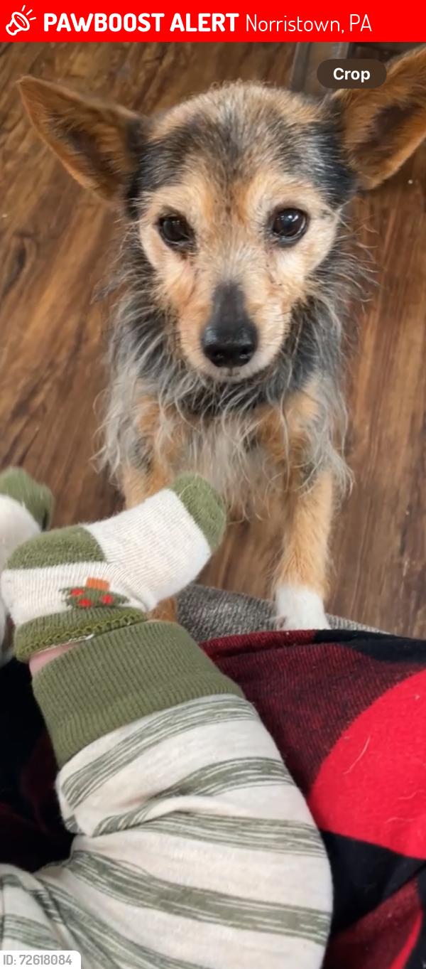 Lost Female Dog last seen Stoney creek road , Norristown, PA 19401