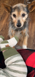 Lost Female Dog last seen Stoney creek road , Norristown, PA 19401